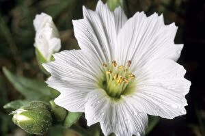 ANZ-1287 Flowering plant Stellaria sp