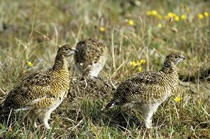 ANZ-1288 Young Alpine Ptarmigans on guard while others in a flock feed