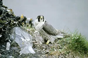 ANZ-1296 Peregrine Falcon - adult warms a chick after feeding him in the nest