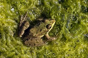 ANZ-1329 Marsh Frog - basks in the sun