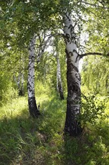 ANZ-1340 Russia - a compact woods kolok ( kolki for plural) consisting of birch only
