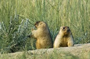 ANZ-1345 Bobak / Steppe Marmot - a pair of fat adults, ready for hibernation - one snacks with a shoot of a wormwood