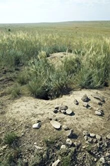 ANZ-1348 Bobak / Steppe Marmot - a burrow complex in steppe