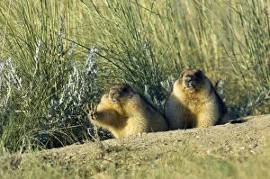 ANZ-1353 Bobak / Steppe Marmot - a pair of fat adults near a burrow - marmot on the left stretches after just coming
