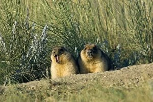 ANZ-1354 Bobak / Steppe Marmot - a pair of fat adults near a burrow - marmot on the left yawns after just coming out