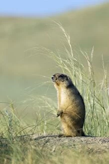 ANZ-1356 Bobak / Steppe Marmot - adult - observes surroundings for a potential danger near a burrow