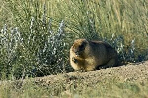 ANZ-1359 Bobak / Steppe Marmot - fat adult - ready for hibernation - feeds on grasses near a burrow
