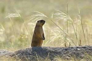 ANZ-1369 Bobak / Steppe Marmot - adult - observes surroundings for a potential danger near a burrow