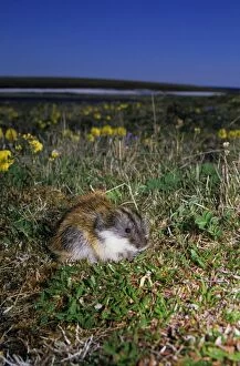 ANZ-59 Siberian Lemming - adult feeds on grasses in tundra, next to a patch of flowering wild poppies