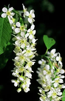 ANZ-778 Bird cherry flowering - typical plant on banks of Siberian rivers