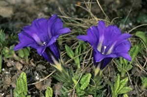 ANZ-931 Wild flowers (unidentified) on a mountain plateau