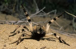 ANZ-947 Tarantula spider in threatening pose