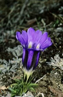 ANZ-949 A wild flower (unidentified) on a mountain plateau