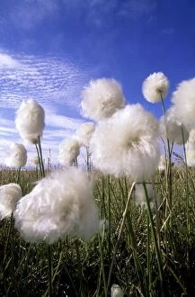 ANZ-987 Cottongrass sp. - a very typical plant in marshes of tundra