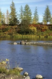 ANZ-989 A smalll river in semi-tundra in autumn, near Dudinka