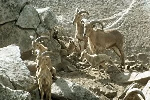 Images Dated 20th March 2009: Aoudad / Barbary Sheep - group on mountainside