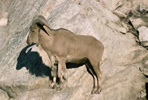 Images Dated 25th February 2008: Aoudad / Barbary Sheep - male