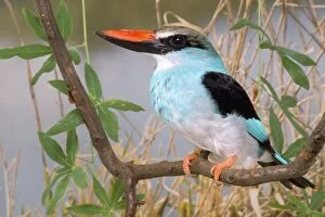 AP-1134 Blue-breasted Kingfisher