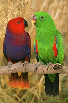 Parrots Collection: AP-1554