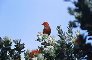 Images Dated 20th March 2008: Apapane - Hawaiian endemic