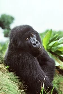 Diurnal Gallery: Ape: Mountain Gorilla - Black male in sub-alpine zone