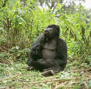 Ape: Mountain Gorilla - Blackback male, Virunga Volcanoes, Rwanda, Africa