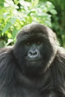 Ape: Mountain Gorilla - Blackback male
