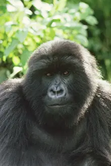 Diurnal Prints: Ape: Mountain Gorilla - Blackback male, Virunga Volcanoes, Rwanda, Africa