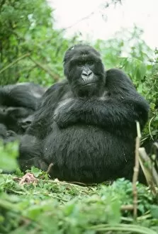 Images Dated 14th October 2009: Ape: Mountain Gorilla - Blackback male, Virunga Volcanoes, Rwanda, Africa