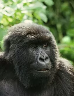 Images Dated 19th October 2009: Ape: Mountain Gorilla - Blackback male, Virunga Volcanoes, Rwanda, Africa