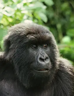 Ape: Mountain Gorilla - Blackback male, Virunga Volcanoes, Rwanda, Africa