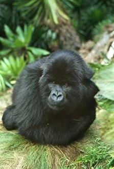 Diurnal Gallery: Ape: Mountain Gorilla - Blackback male in sub-alpine zone