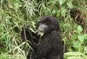 Diurnal Gallery: Ape: Mountain Gorilla - female feeding on vine after rain