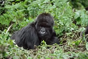 Images Dated 19th October 2009: Ape: Mountain Gorilla - female Poppy, Virunga Volcanoes, Rwanda, Africa