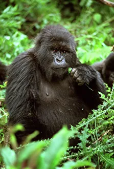 Central Africa Gallery: Ape: Mountain Gorilla - female Poppy
