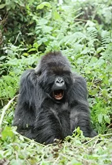 Diurnal Gallery: Ape: Mountain Gorilla - female yawning