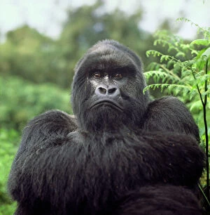 World Wildlife Collection: Ape: Mountain Gorilla (Gorilla g. beringei) - Silverback male, Virunga Volcanoes, Rwanda, Africa