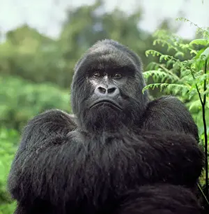 Rwanda Prints: Ape: Mountain Gorilla (Gorilla g)