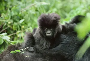 Piggyback Prints: Ape: Mountain Gorilla - infant on mother back, Virunga Volcanoes, Rwanda, Africa