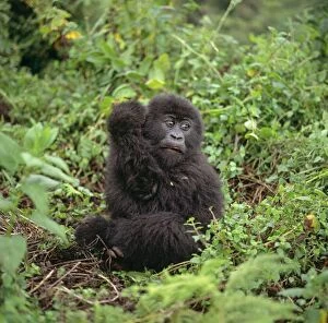 Ape: Mountain Gorilla - juvenile