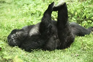 Ape: Mountain Gorilla - juvenile playing, Virunga Volcanoes, Rwanda, Africa