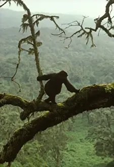 Diurnal Prints: Ape: Mountain Gorilla - juvenile on tree, Virunga Volcanoes, Rwanda, Africa