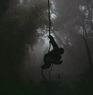 Ape: Mountain Gorilla - juvenile on vine