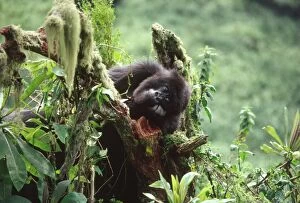 Images Dated 14th October 2009: Ape: Mountain Gorilla - juvenile - Virunga Volcanoes, Rwanda, Africa