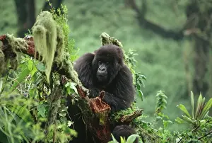 Ape: Mountain Gorilla - juvenile - Virunga Volcanoes, Rwanda, Africa