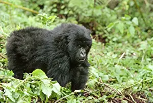 Ape: Mountain Gorilla - juvenile - Virunga Volcanoes, Rwanda, Africa