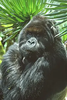 Diurnal Prints: Ape: Mountain Gorilla - Peanuts Silverback male in sub-alpine zone