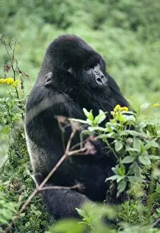 Ape: Mountain Gorilla - Silverback male, Virunga Volcanoes, Rwanda, Africa