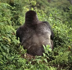 Diurnal Gallery: Ape: Mountain Gorilla - back of Silverback male