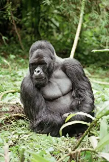 Ape: Mountain Gorilla - Silverback male, Virunga Volcanoes, Rwanda, Africa